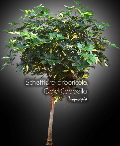Schefflera - Schefflera arboricola Gold Cappela - Plante parasol - Hawaiian elf, Parasol plant